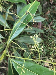 Ocotea aurantiodora