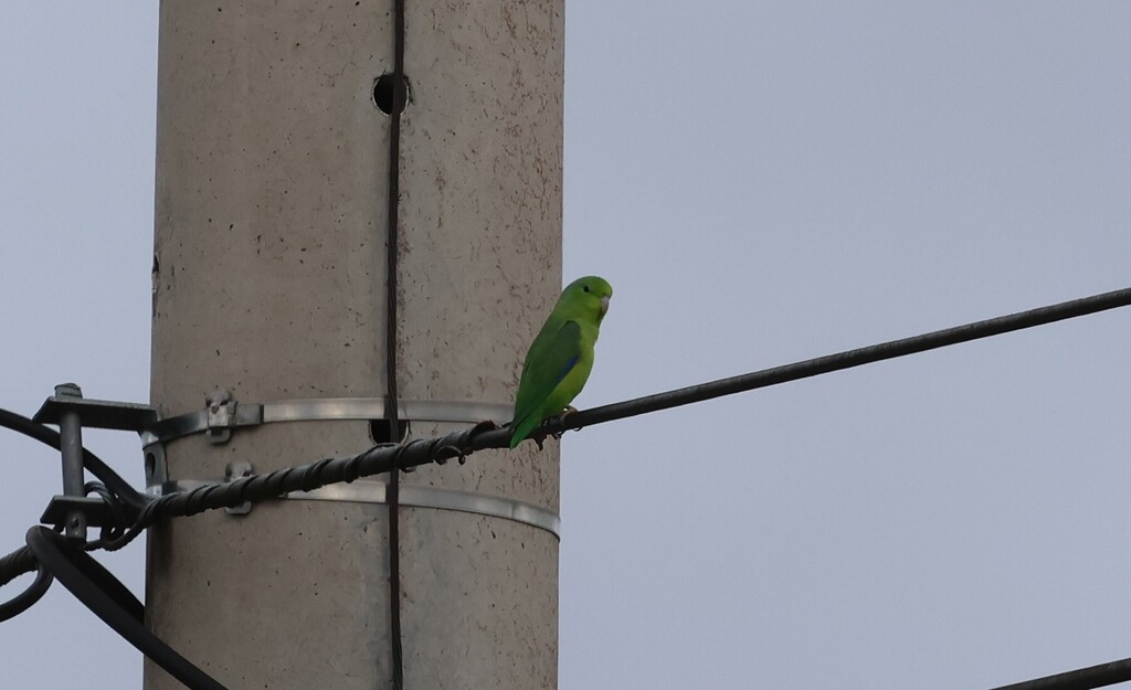 Blue-winged Parrotlet (crassirostris)