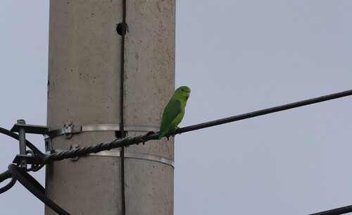 Blue-winged Parrotlet (crassirostris)