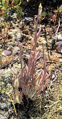 Tapertip Liveforever (Dudleya attenuata)