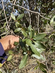Quercus peninsularis