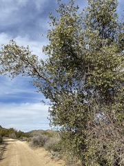 Quercus peninsularis