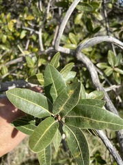 Quercus peninsularis