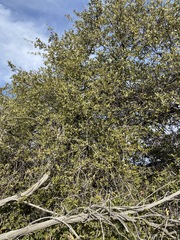Quercus peninsularis