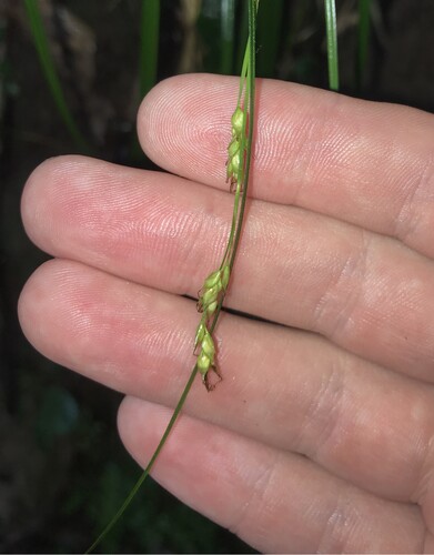Carex nachiana iNat (1)