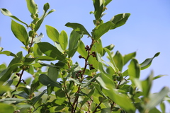 Azara uruguayensis