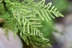 Thuidium tamariscinum