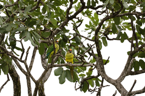 Peach-fronted Parakeet