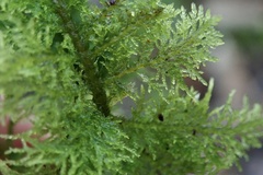 Thuidium tamariscinum
