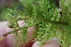 Thuidium tamariscinum