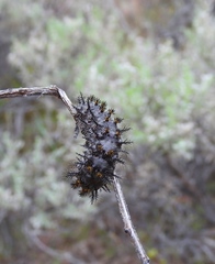 Hemileuca eglanterina
