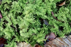 Thuidium tamariscinum