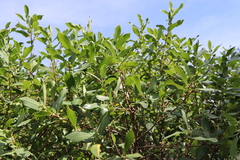 Azara uruguayensis