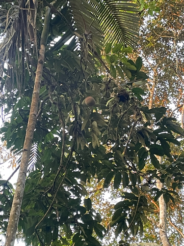 Carapa nicaraguensis