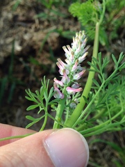 Fumaria densiflora