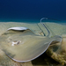 Hypanus longus - Photo (c) Programa Marino del Golfo de California, osa oikeuksista pidätetään (CC BY-NC-SA), uploaded by Programa Marino del Golfo de California