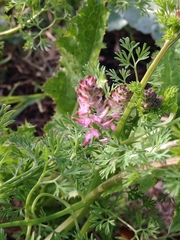 Fumaria densiflora