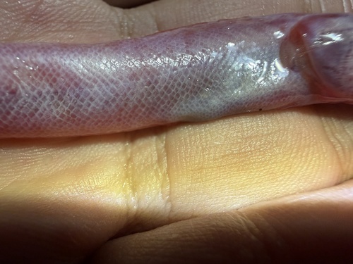 Burrowing goby (Trypauchen vagina) — Gobiidae — 5