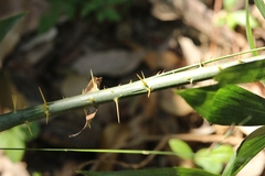Calamus tetradactylus, photograph author not stated, no rights reserved
