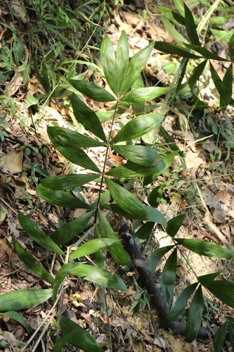 Calamus tetradactylus, photograph 5