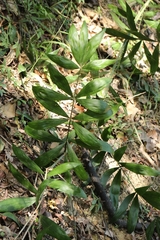 Calamus tetradactylus, photograph author not stated, no rights reserved