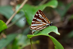 Dodona formosana