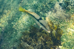 Halichoeres nicholsi