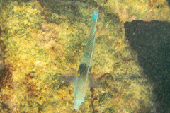 Halichoeres nicholsi