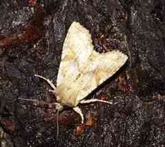 Lithophane bethunei