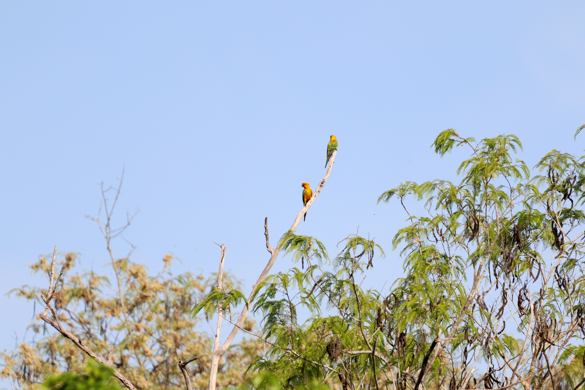 Sulphur-breasted Parakeet (Aratinga maculata), photo 3
