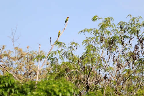 Sulphur-breasted Parakeet (Aratinga maculata), photo 7