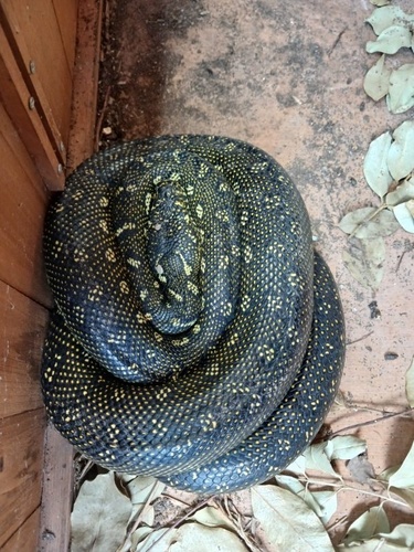 Diamond Python sighting