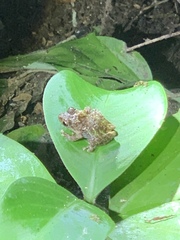 Pristimantis diadematus