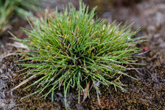 Deschampsia antarctica