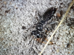 Miscophini
