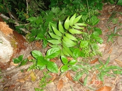 Zamia vazquezii