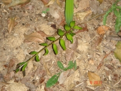 Zamia vazquezii