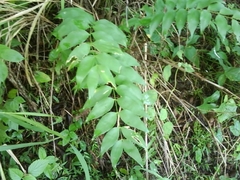 Zamia vazquezii