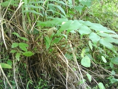 Zamia vazquezii