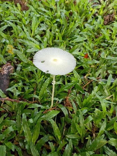 Leucocoprinus fragilissimus, 2025-12-16