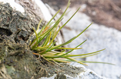Deschampsia antarctica