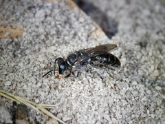 Miscophini