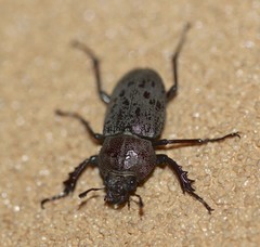 Cacostomus squamosus