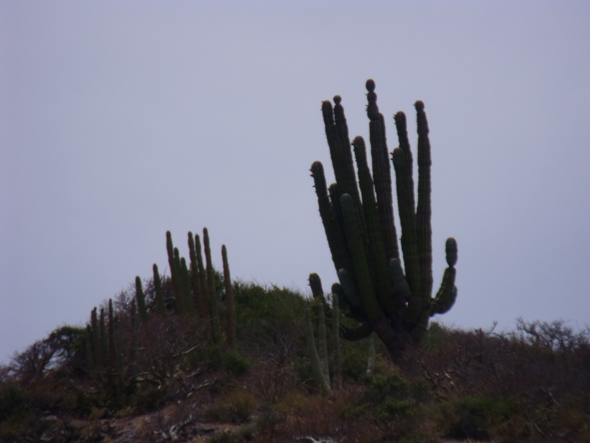 Pachycereus pringlei