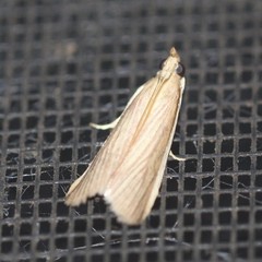 Emmalocera latilimbella