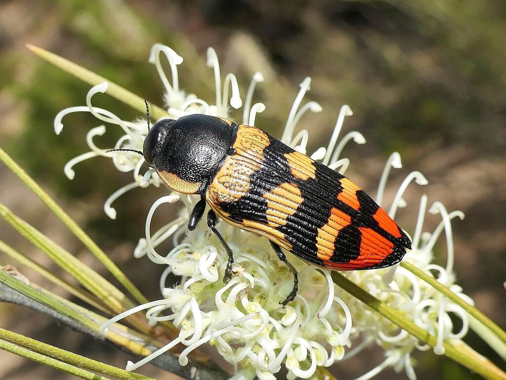 Temognatha mitchellii