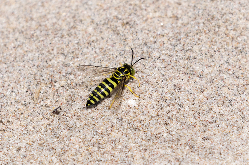 Bicyrtes variegatus