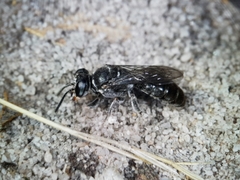 Miscophini
