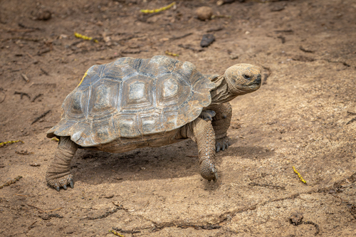 San Cristóbal Giant Tortoise