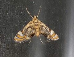 Margarosticha repetitalis